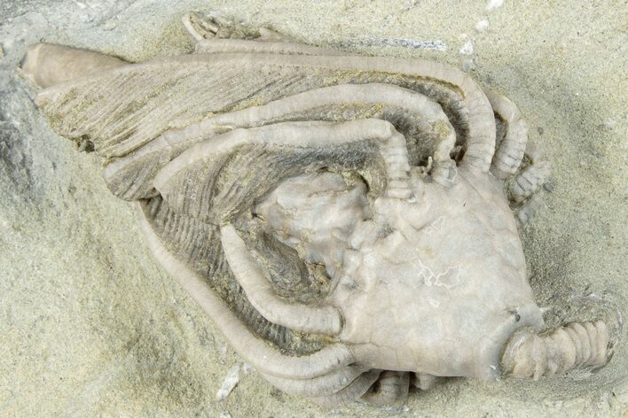 Fossil Crinoid (Macrocrinus) - Crawfordsville, Indiana #291780